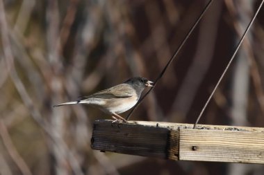 Dark-eyed Junco (Oregon Group) (junco hyemalis) feeding from a bird feeder tray