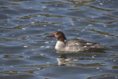 Closeup of a Common Merganser (female) (mergus merganser)