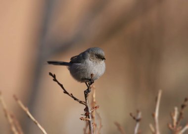 American Bushtit (psaltriparus minimus) perched on the end of a small branch