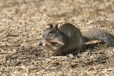 Rock Squirrel (otospermophilus variegatus) eating a seed pod