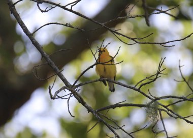 Prothonotary Warbler (protonotaria citrea) calling out from high in a tree