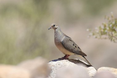 Mourning Dove (zenaida macroura) perched on a rock