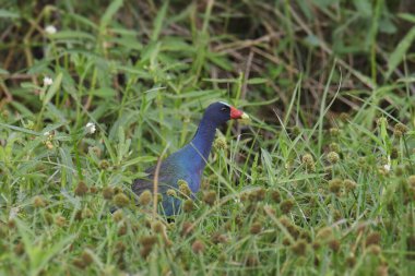 Mor Gallinule (porphrio martinicus) uzun otların üzerinde duruyor