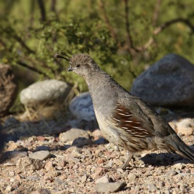 Gambel's Quail (female) (callipepla gambelii) perched on the ground