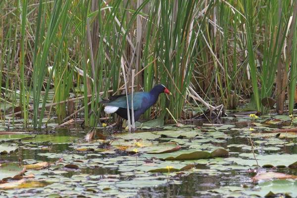 Purple Gallinule (porphrio martinicus) walking along the edge of a grassy pond