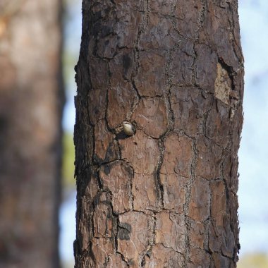 Brown-headed Nuthatch (sitta pusilla) sticking out of a hole in the trunk of a big tree