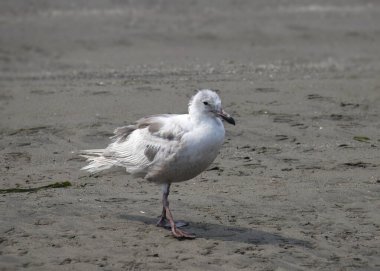 Glaucous-winged Gull (larus glaucescens) with wet feathers