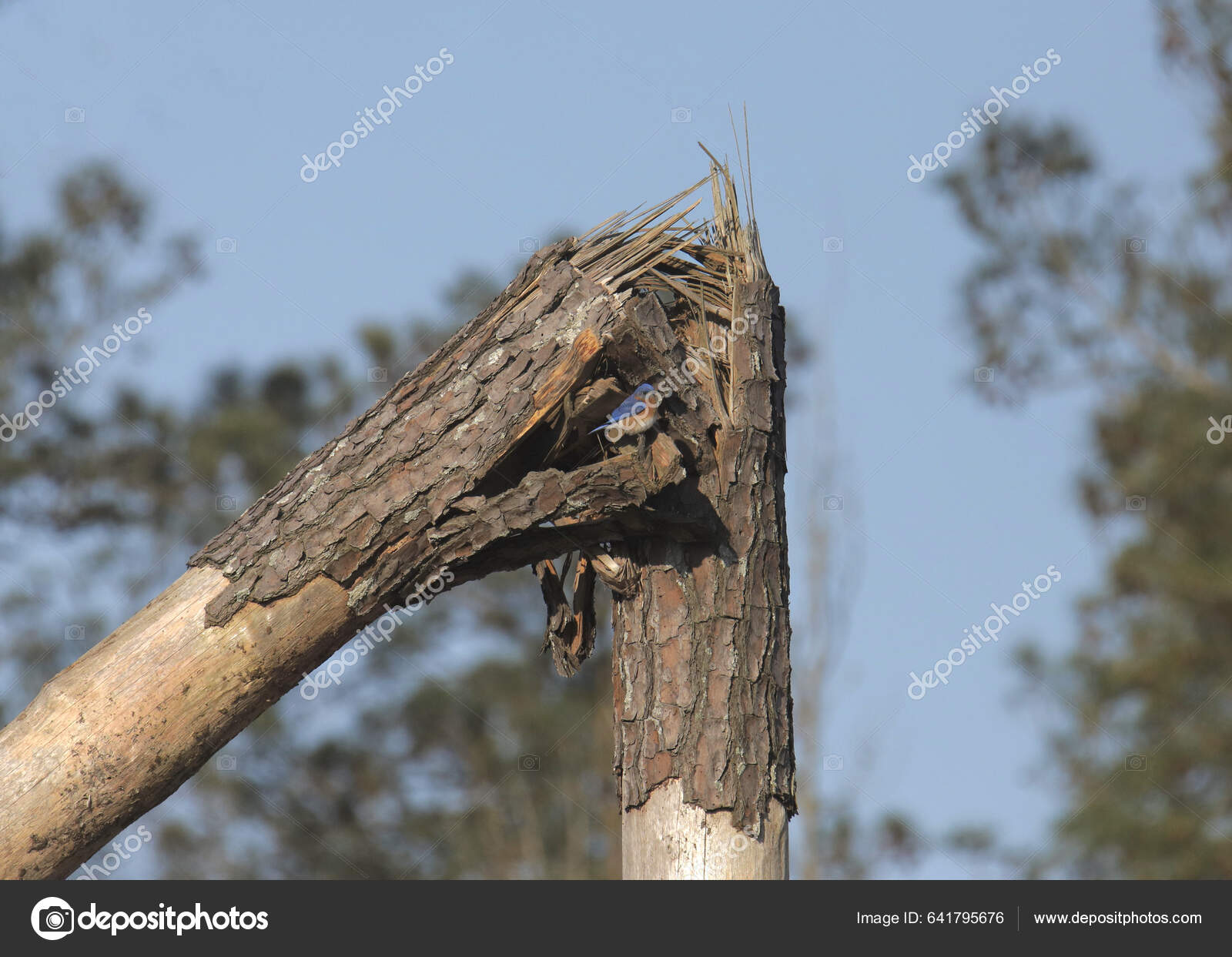 Eastern Bluebird Male Sialia Sialis Nesting Broken Tree Trunk — Stock