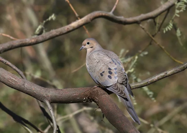 Yas bir ağaç dalı üzerinde tünemiş Dove (Zenaida macroura)