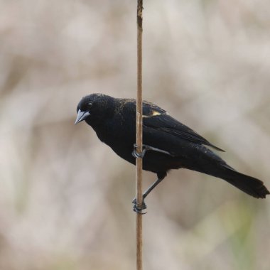 Red-winged Blackbird (nonbreeding) (agelaius phoeniceus) hanging on a vine
