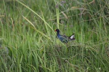 Purple Gallinule (porphrio martinicus) balance on some tall grass