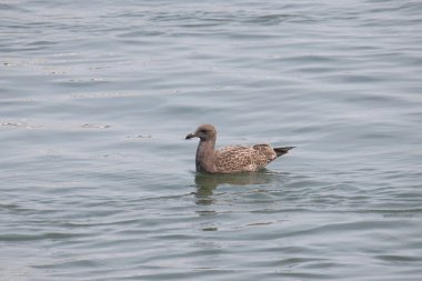 Western Gull (juvenile) (larus occidentalis) floating on the water