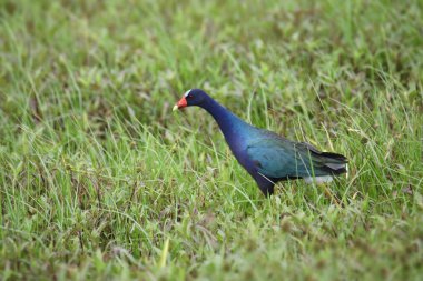 Purple Gallinule (porphrio martinicus) standing in some grass