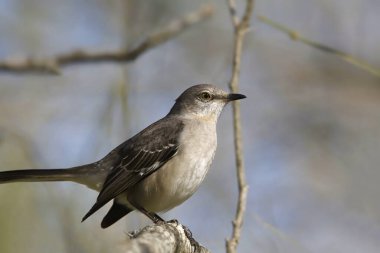 Closeup of a Northern Mockingbird (mimus polyglottos) 