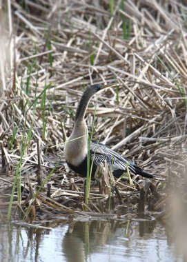 Anhinga (female, breeding) sitting in some tall grasses