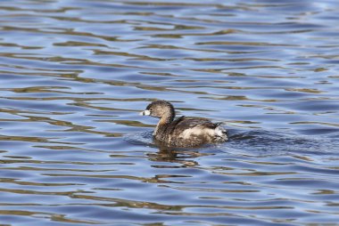 Pied-billed Grebe (podilymbus podiceps) swimming in a pond