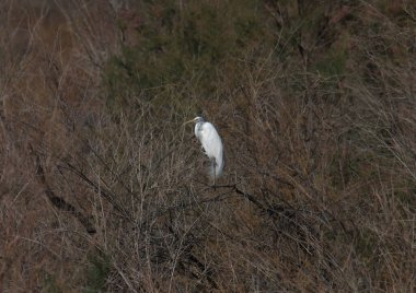 Great Egret (ardea alba) perched in some dry vegetation 