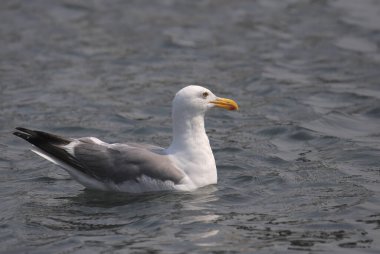 Closeup of a Western Gull (larus occidentalis) 