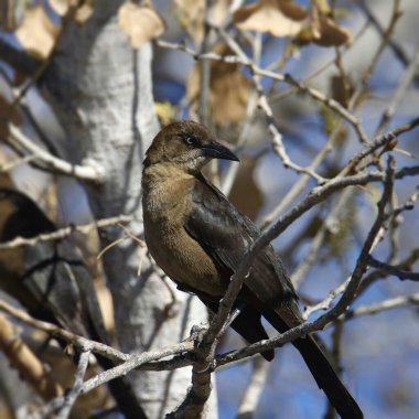 Great-tailed Grackle (female) (quiscalus mexicanus) perched in a big tree