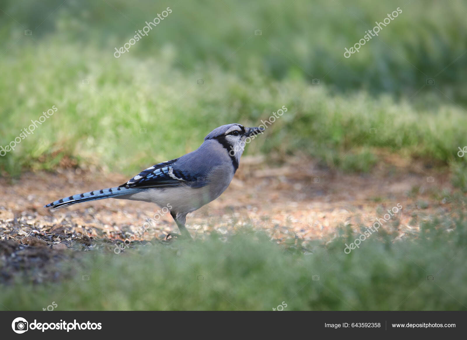 Blue Jay Cyanocitta cristata