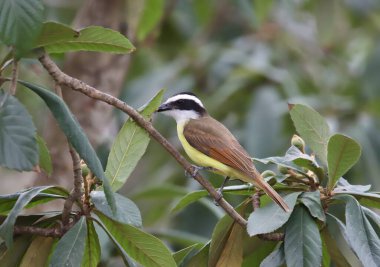 Great Kiskadee (pitangus sulphuratus) perched in a tree