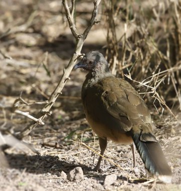 Closeup of a Plain Chachalaca (ortalis vetula) 