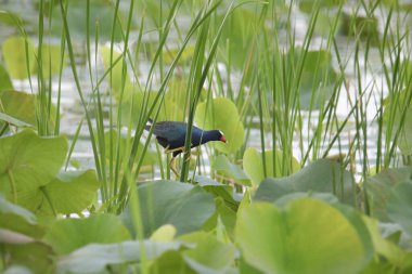 Purple Gallinule (porphrio marinicus) walking among some lily pads