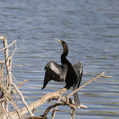 Anhinga (male) perched in some dead branches, sunning it's wings