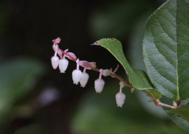 Closeup of delicate pink Lingonberry flowers