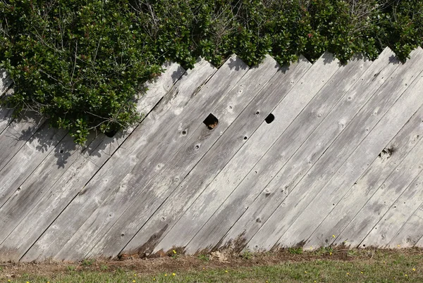 Oregon Boards Wooden Diagonal Background Texture Overflowing Vegetation Holes Fence — Stock Photo, Image