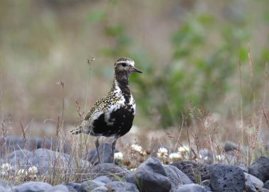 European Golden-Plover (pluvialis apricaria) standing on rocky ground clipart