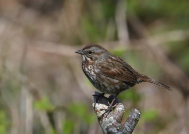 Song Sparrow (melospiza melodia) perched on the top of a dead branch