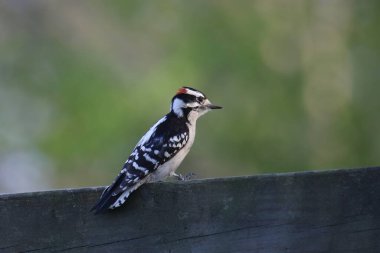 Downy Woodpecker (male) (dryobates pubescens) perched on a wooden railing