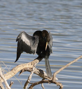 Anhinga (male) perched on a snag and preening