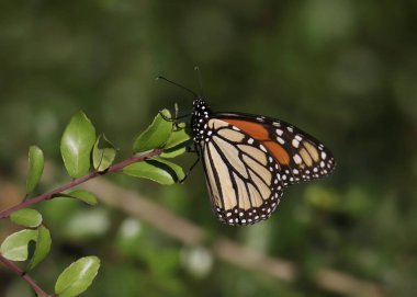 Monarch Butterfly (danaus plexippus) alighted on a leafy branch