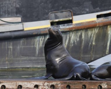 Kaliforniya Deniz Aslanı (zalophus californianus) bir tekne iskelesinde uzanır.