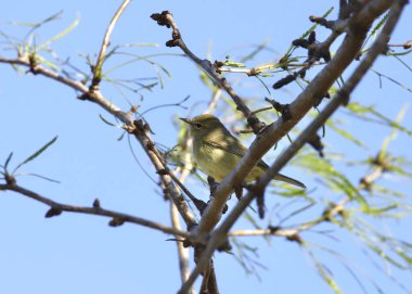 Turuncu taçlı Warbler (orethlypis celata) bir ağaca tünemiş.