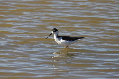 Siyah boyunlu Stilt (himantopus mexicanus) sığ sularda duruyor
