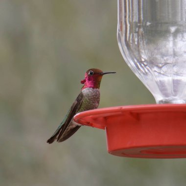 Anna 'nın sinekkuşu (erkek) (calypte anna) geleneksel bir besleyiciden su içiyor