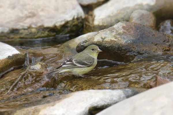 Menos Goldfinch Fêmea Spinus Psaltria Tomando Banho Córrego — Fotografia de Stock
