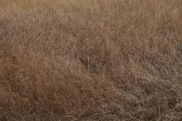 stock image Closeup of some golden grain