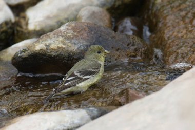 Küçük ispinoz (dişi) (spinus psaltria) bir derede banyo yapıyor.