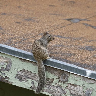 Kaya sincabı (otospermophilus variegatus) bir çatının kenarında dengelenmiştir.