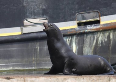 Kaliforniya Deniz Aslanı (zalophus californianus) bir rıhtımda poz veriyor