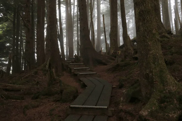 Ağaçların arasından süzülen ışık Naikoon Provincial Park, Haida Gwaii, British Columbia, Kanada 'daki çok karanlık bir ormana giriyor.