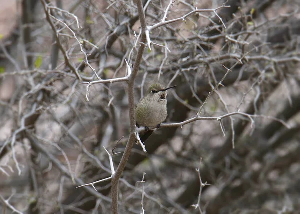 Koliber Anny Samica Calypte Anna Siedzący Splątanych Gołych Gałęziach — Zdjęcie stockowe