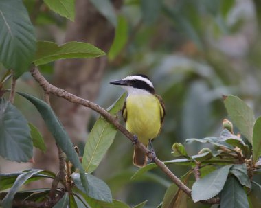 Büyük Kiskadee (pitangus sulphuratus) tropikal bir ağaca tünemiştir.