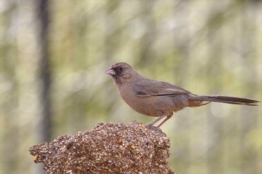 Abert's Towhee (melozone aberti) perched on a large seed block clipart