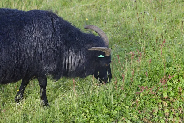 Ισλανδικά Πρόβατα Μαύρα Βόσκηση Παχύ Γρασίδι — Φωτογραφία Αρχείου