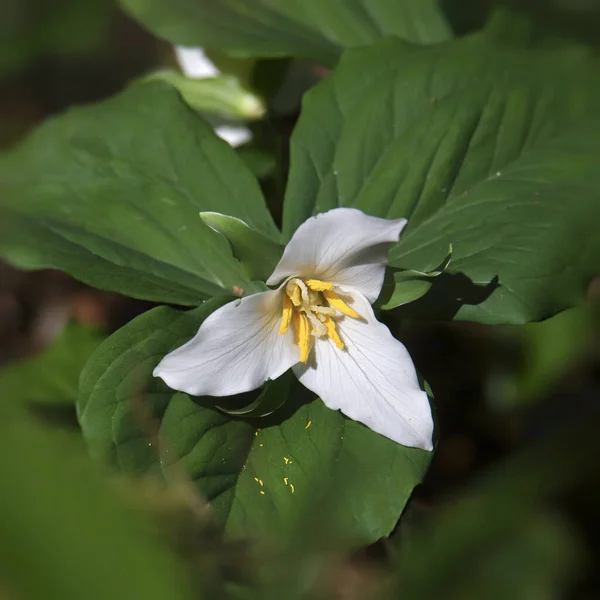 Zbliżenie Pojedynczego Kwiatu Trillium — Zdjęcie stockowe